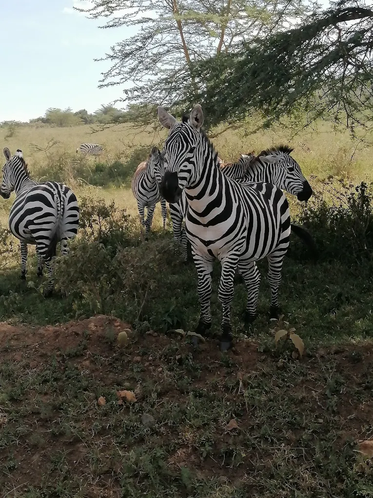 Sarova Lion Hill Game Lodge - Nakuru hotel view 4